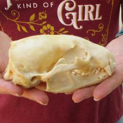 5-1/4" Badger Skull 