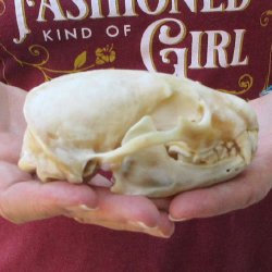 4-3/4" Badger Skull 