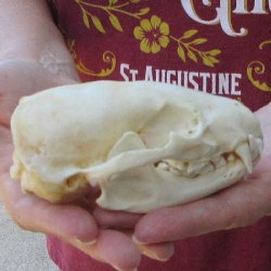 4-3/4" Badger Skull 