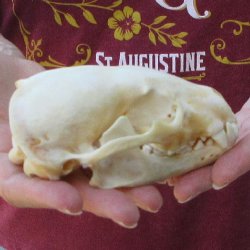 5" Badger Skull 