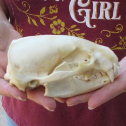 5" Badger Skull 