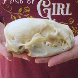 4-3/4" Badger Skull 