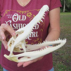  Real 10-1/2" B-Grade Florida Alligator Skull