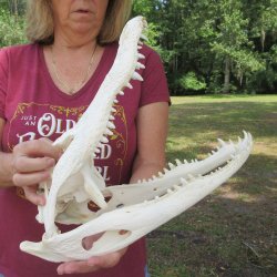  Real 15-1/2" B-Grade Florida Alligator Skull