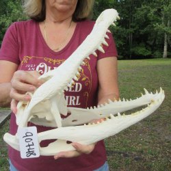  Real 16-1/2" B-Grade Florida Alligator Skull