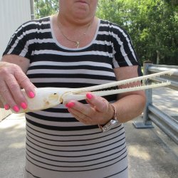 A-Grade 14" Longnose Gar Skull 
