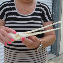 A-Grade 13" Longnose Gar Skull 