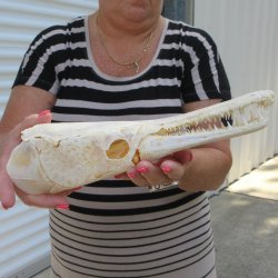 13" Louisiana Alligator Gar Skull 