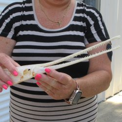 A-Grade 13-1/4" Longnose Gar Skull 
