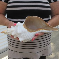 13 inch Horse Conch