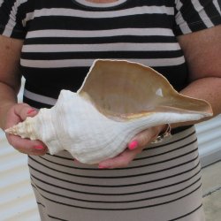 13 inch Horse Conch