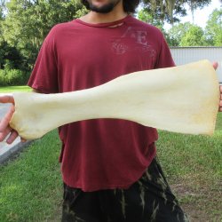 24 Inch Giraffe Sho...