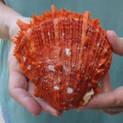 4-3/4" Spiny Oyster pair (Spondylus princeps)