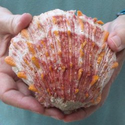 4-1/2" Spiny Oyster pair (Spondylus princeps)