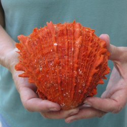 5" Spiny Oyster pair (Spondylus princeps)