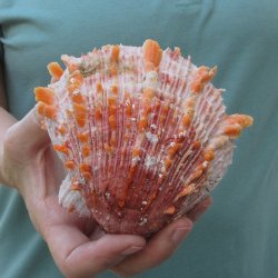 4-1/4" Spiny Oyster pair (Spondylus princeps)