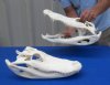 Wholesale Large Alligator Skull, Grade A, professional cleaned and whitened 19 inches to 19-3/4 inches long - You will receive skulls that look similar to those pictured @ $200 each