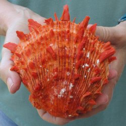 5" Spiny Oyster pair (Spondylus princeps)