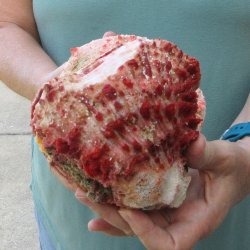 6 - 8" Spiny Double Oyster pairs (Spondylus princeps)