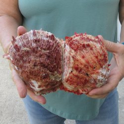 6 - 8" Spiny Double Oyster pairs (Spondylus princeps)