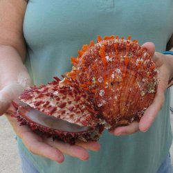 6 - 8" Spiny Double Oyster pairs (Spondylus princeps)