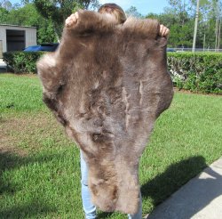 Grade B Reindeer pelt/hide/skin without legs, 42 inches long by 30 inches wide - $80