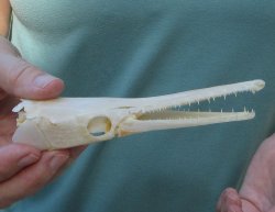 5-3/4 inch A-Grade Spotted Gar Skull - $60