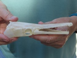 6 inch A-Grade Spotted Gar Skull - $65