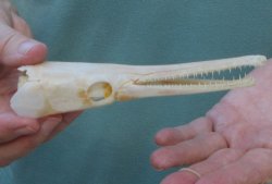 5-3/4 inch A-Grade Spotted Gar Skull - $60