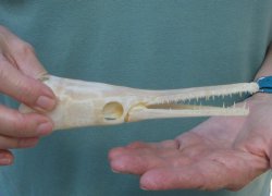 7 inch A-Grade Spotted Gar Skull - $65