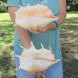 Two piece 10" & 11" Giant Spider Conch Shell  