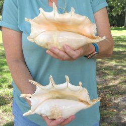 Two piece 10-1/2" Giant Spider Conch Shell  