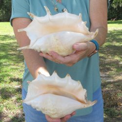 Two piece 9-1/2" & 10-1/2" Giant Spider Conch Shell  