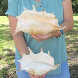 Two piece 9-3/4" & 11-1/2" Giant Spider Conch Shell  