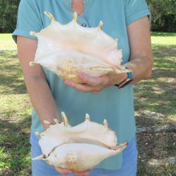 Two piece 10" Giant Spider Conch Shell  