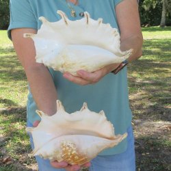 Two piece 10" Giant Spider Conch Shell  