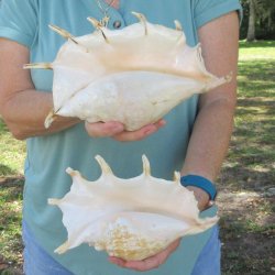 Two piece 9-1/2" & 11-1/2" Giant Spider Conch Shell  