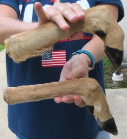 Two Preserved Deer Legs 13-1/2" & 14"