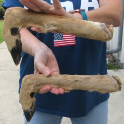 Two Preserved Deer Legs 16-1/2"