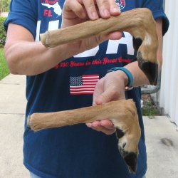Two Preserved Deer Legs 12-1/2" & 13-1/2"