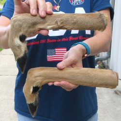 Two Preserved Deer Legs 15"