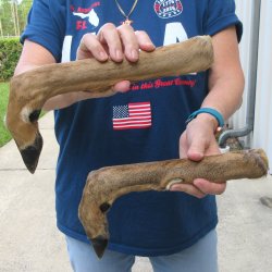Two Preserved Deer Legs 16" & 15-1/2"