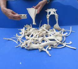 4lb Assorted Bones