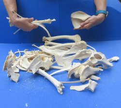 4lb Assorted Bones