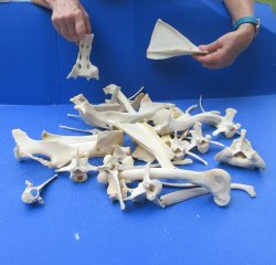 4lb Assorted Bones