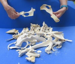 4lb Assorted Bones