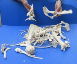 4lb Assorted Bones