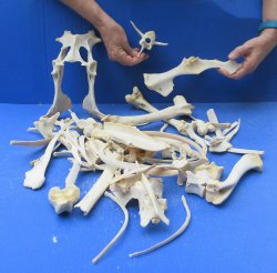 4lb Assorted Bones