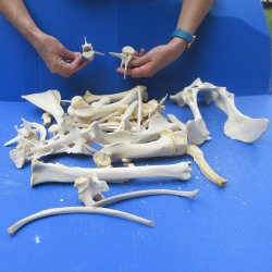 4lb Assorted Bones