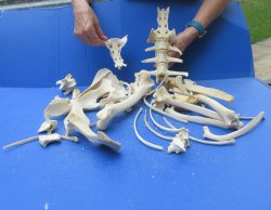4lb Assorted Bones